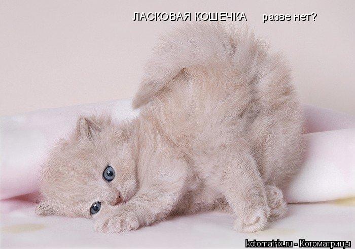 Котоматрица: ЛАСКОВАЯ КОШЕЧКА     разве нет?