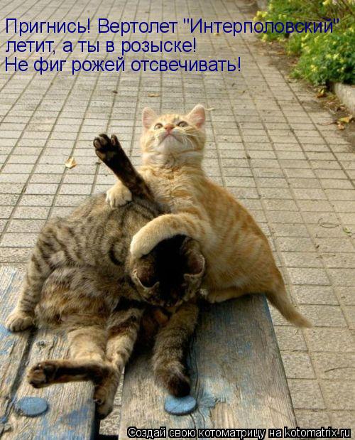 Котоматрица: Пригнись! Вертолет "Интерполовский"  летит, а ты в розыске! Не фиг рожей отсвечивать!