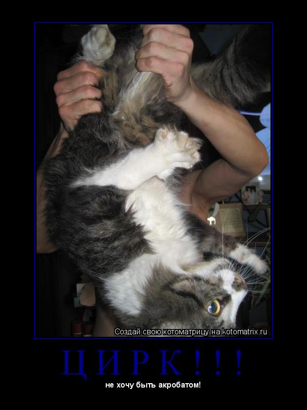 Ц И Р К ! ! ! ... Котоматрица: Ц И Р К ! ! !