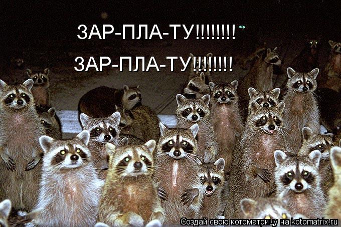 Котоматрица: ЗАР-ПЛА-ТУ!!!!!!!! ЗАР-ПЛА-ТУ!!!!!!!!
