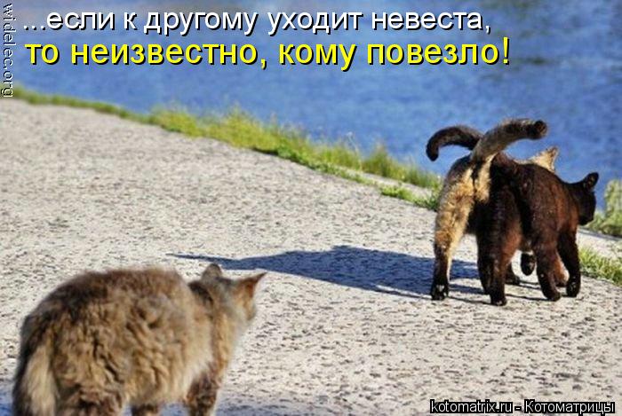 ...если к другому уходит невеста, то неизвестно, кому повезло!... Котоматрица: ...если к другому уходит невеста, то неизвестно, кому повезло!