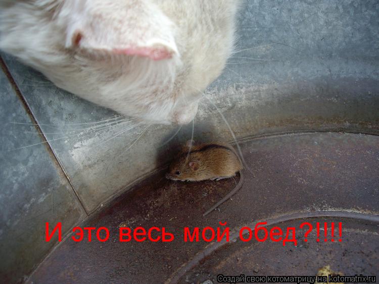 Котоматрица: И это весь мой обед?!!!!