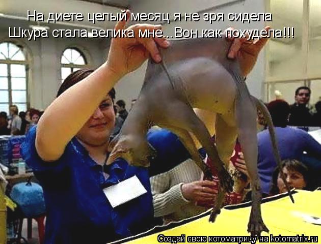 На диете целый месяц я не зря сидела Шкура стала велика мне...Вон как похудела!!!... Котоматрица: На диете целый месяц я не зря сидела Шкура стала велика мне...Вон как похудела!!!