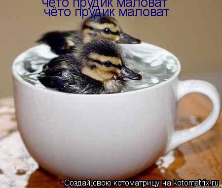 чёто прудик маловат чёто прудик маловат... Котоматрица: чёто прудик маловат чёто прудик маловат