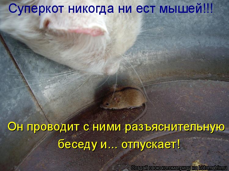 Котоматрица: Cуперкот никогда ни ест мышей!!! Он проводит с ними разъяснительную беседу и... отпускает!