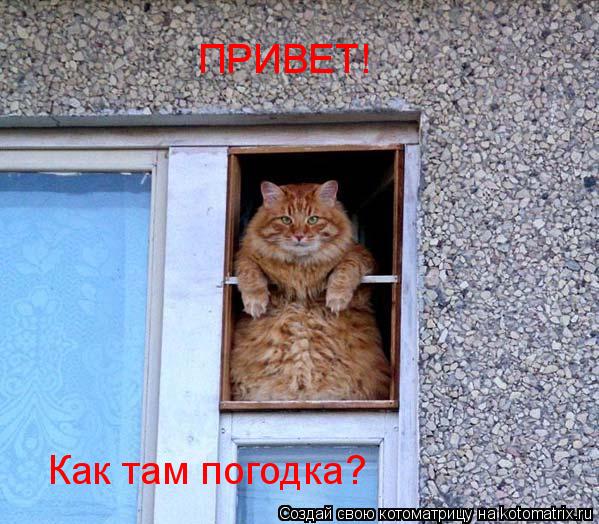 ПРИВЕТ! Как там погодка?... Котоматрица: ПРИВЕТ! Как там погодка?