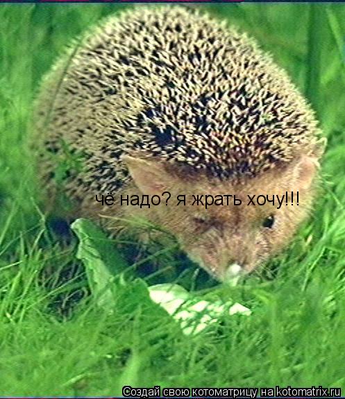 Котоматрица: чё надо? я жрать хочу!!!