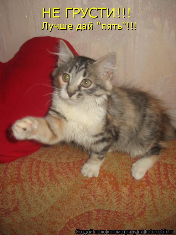Котоматрица: НЕ ГРУСТИ!!! Лучше дай "пять"!!!