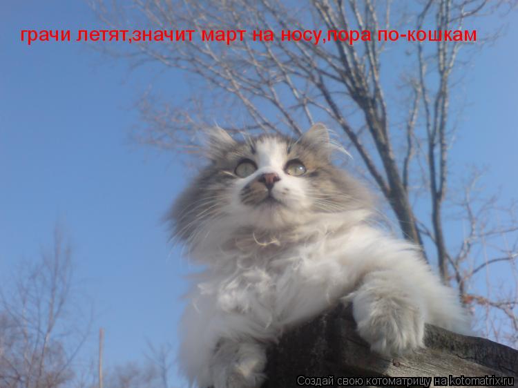 грачи летят,значит март на носу,пора по-кошкам... Котоматрица: грачи летят,значит март на носу,пора по-кошкам