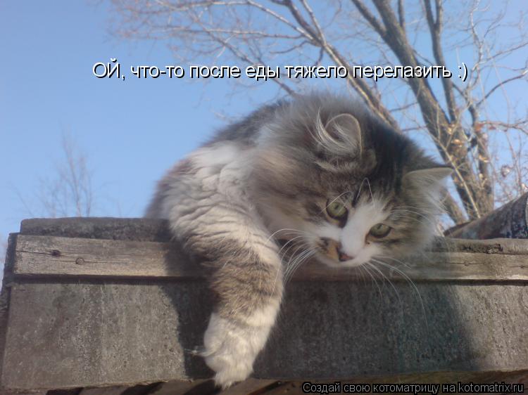 Котоматрица: ОЙ, что-то после еды тяжело перелазить :)