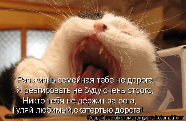 Котоматрица: Раз жизнь семейная тебе не дорога, Я реагировать не буду очень строго, Никто тебя не держит за рога, Гуляй любимый,скатертью дорога!