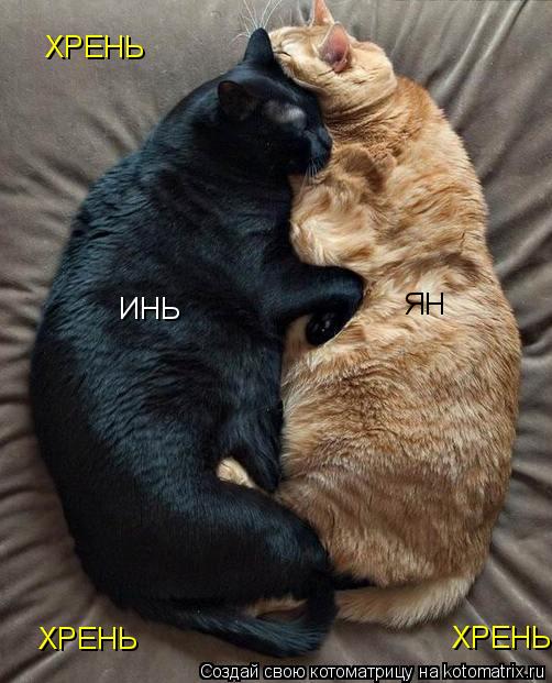 Котоматрица: ИНЬ ЯН ХРЕНЬ ХРЕНЬ ХРЕНЬ