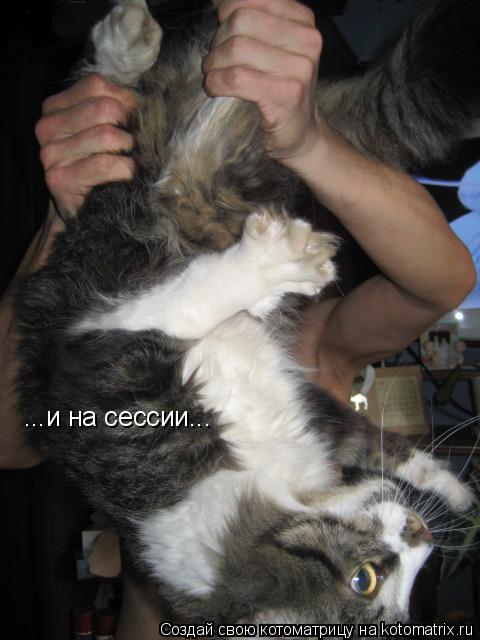 ...и на сессии...... Котоматрица: ...и на сессии...