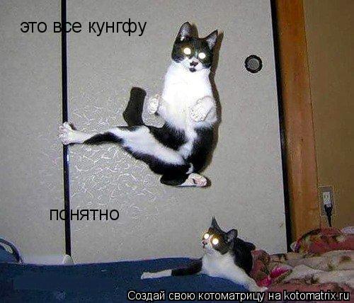 Котоматрица: это все кунгфу понятно
