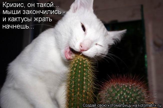 Кризис, он такой... мыши закончились - и кактусы жрать начнешь...... Котоматрица: Кризис, он такой... мыши закончились - и кактусы жрать начнешь...