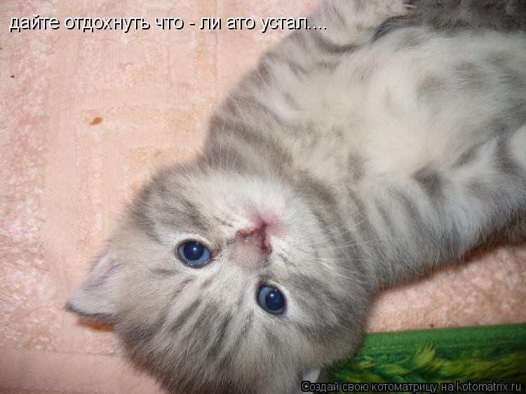 дайте отдохнуть что - ли ато устал....... Котоматрица: дайте отдохнуть что - ли ато устал....