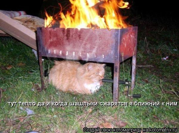 Котоматрица: тут тепло да и когда шашлыки сжарятся я ближний к ним