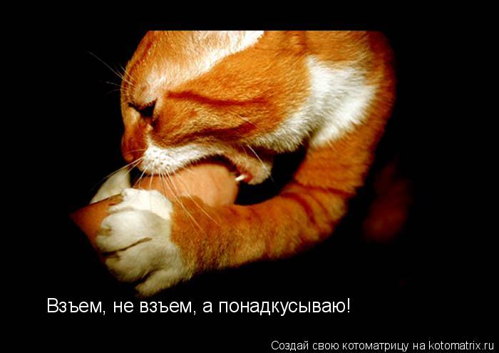 Котоматрица: Взъем, не взъем, а понадкусываю!