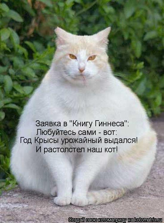 Котоматрица: Заявка в "Книгу Гиннеса": Любуйтесь сами - вот: Год Крысы урожайный выдался! И растолстел наш кот!