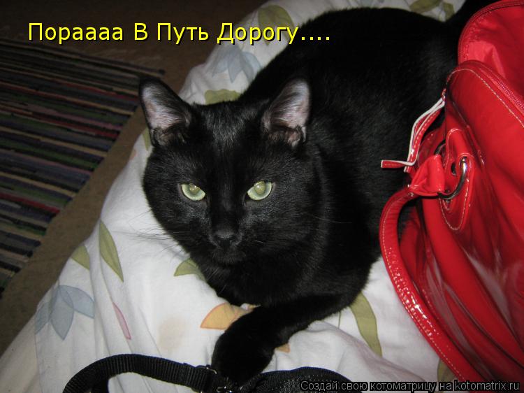 Котоматрица: Пораааа В Путь Дорогу....