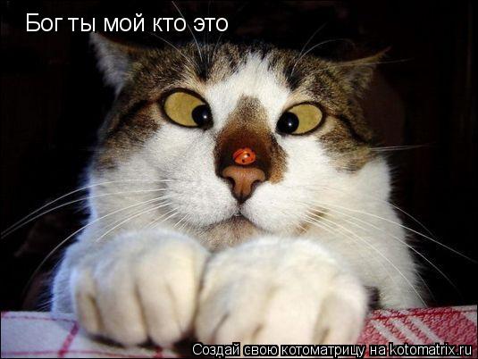 Котоматрица: Бог ты мой кто это