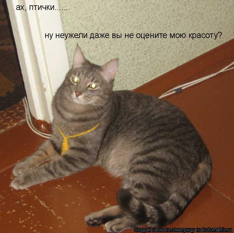 Котоматрица: ах, птички......  ну неужели даже вы не оцените мою красоту?