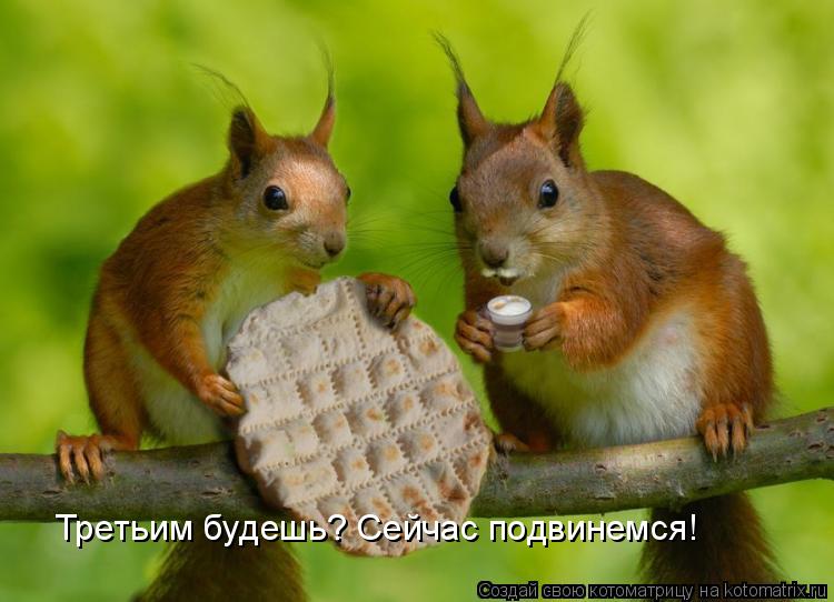 Котоматрица: Третьим будешь? Сейчас подвинемся!