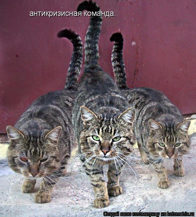 Котоматрица: антикризисная команда.