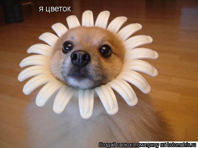 Котоматрица: я цветок