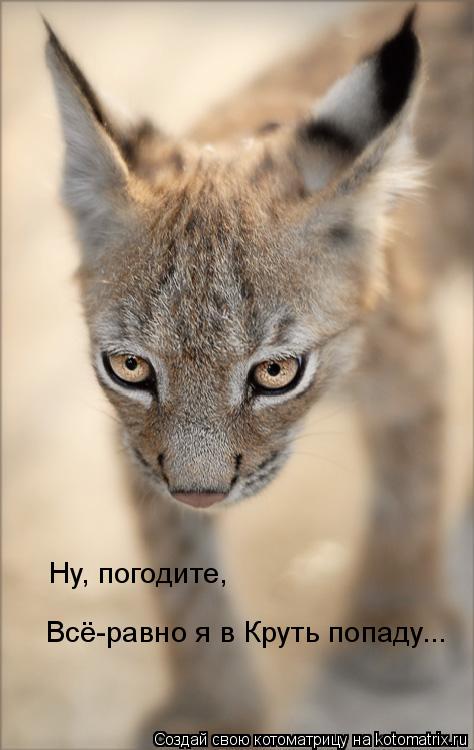Котоматрица: Ну, погодите, Всё-равно я в Круть попаду...