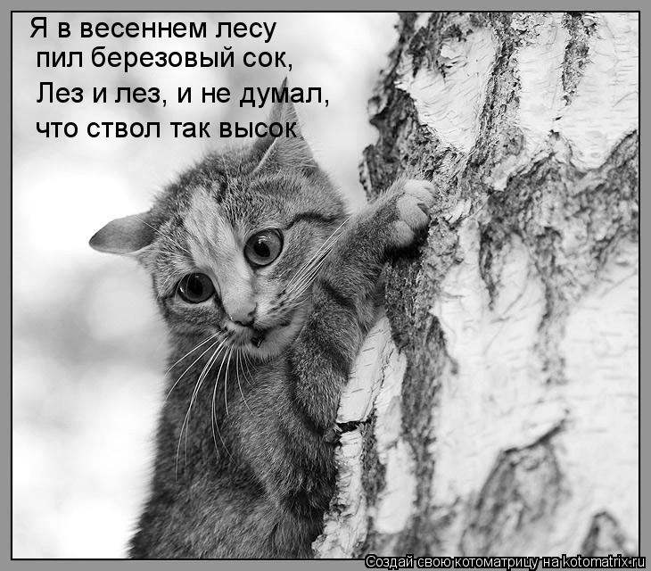 Котоматрица: Я в весеннем лесу пил березовый сок, Лез и лез, и не думал, что ствол так высок