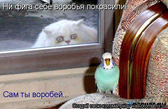 Котоматрица: Ни фига себе воробья покрасили! Сам ты воробей...