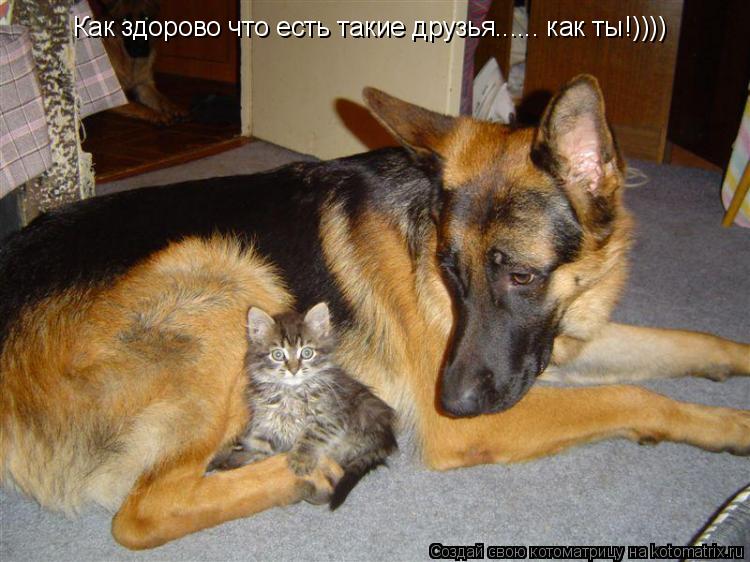Котоматрица: Как здорово что есть такие друзья...... как ты!))))