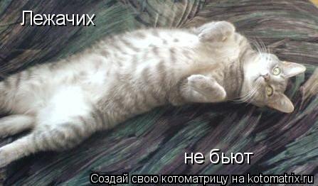 Котоматрица: Лежачих не бьют