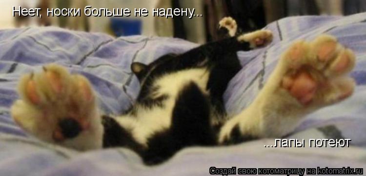 Котоматрица: Неет, носки больше не надену... ...лапы потеют