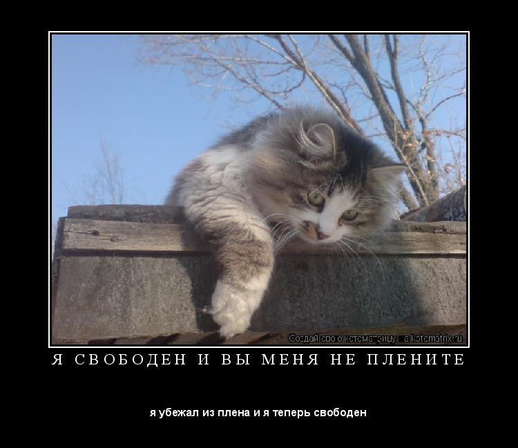 Я С В О Б О Д Е Н И В Ы М Е Н Я Н Е П Л Е Н И Т Е ... Котоматрица: Я С В О Б О Д Е Н И В Ы М Е Н Я Н Е П Л Е Н И Т Е