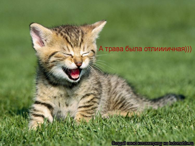 Котоматрица: А трава была отлиииичная)))