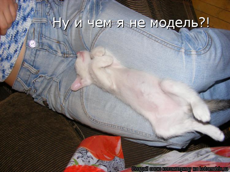 Котоматрица: Ну и чем я не модель?!