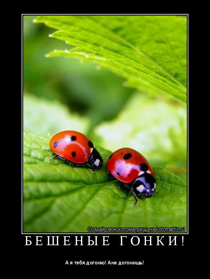 Б Е Ш Е Н Ы Е Г О Н К И ! ... Котоматрица: Б Е Ш Е Н Ы Е Г О Н К И !