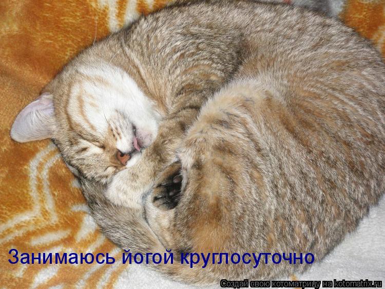 Котоматрица: Занимаюсь йогой круглосуточно