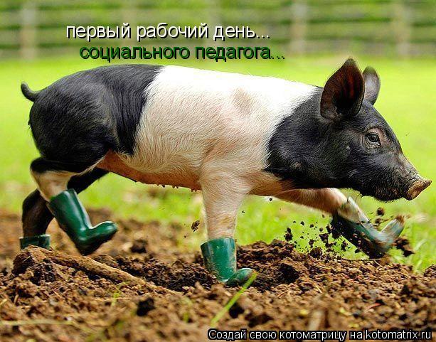 первый рабочий день... социального педагога...... Котоматрица: первый рабочий день... социального педагога...