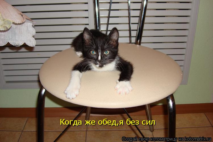 Котоматрица: Когда же обед,я без сил