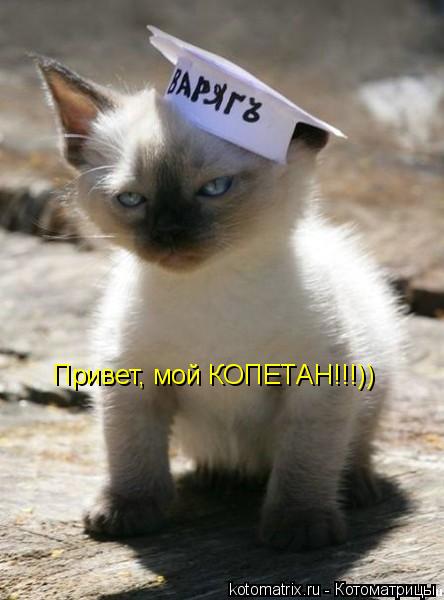 Котоматрица: Привет, мой КОПЕТАН!!!))