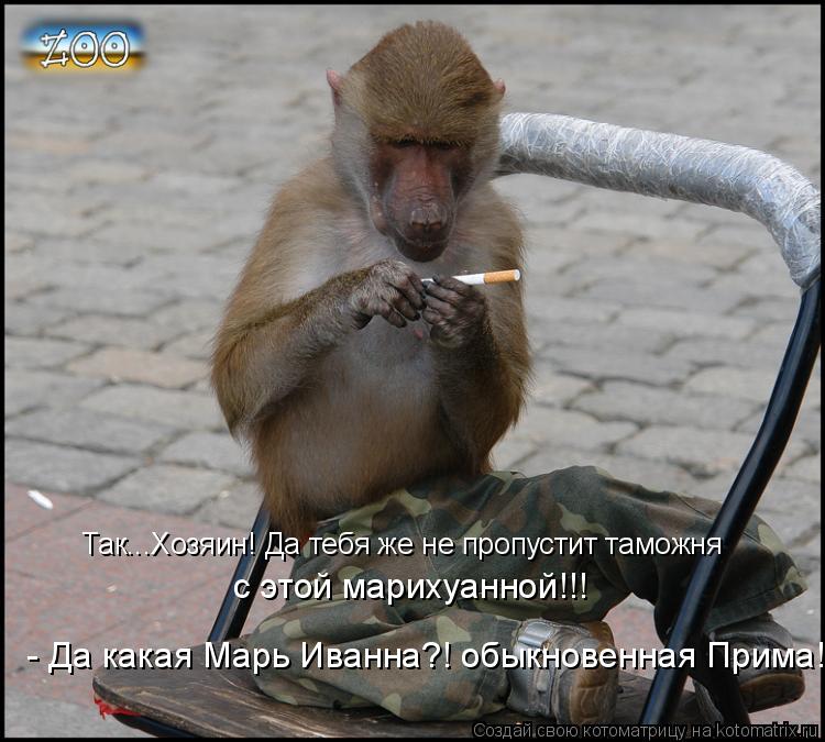 Так...Хозяин! Да тебя же не пропустит таможня с этой марихуанной!!! - Да какая Марь Иванна?! обыкнов... Котоматрица: Так...Хозяин! Да тебя же не пропустит таможня с этой марихуанной!!! - Да какая Марь Иванна?! обыкновенная Прима!