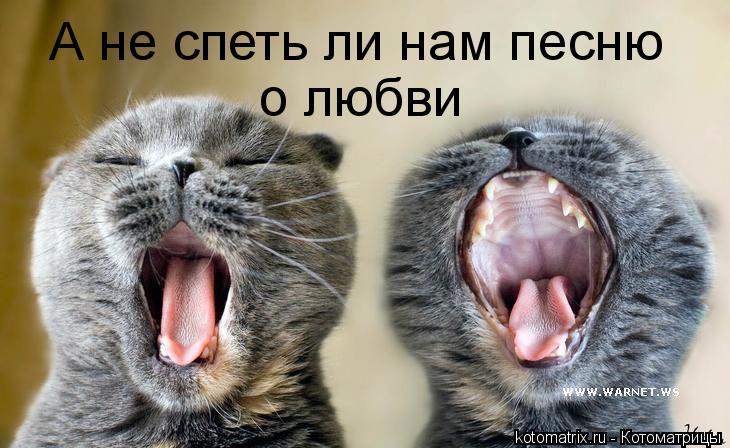 Котоматрица: о любви А не спеть ли нам песню