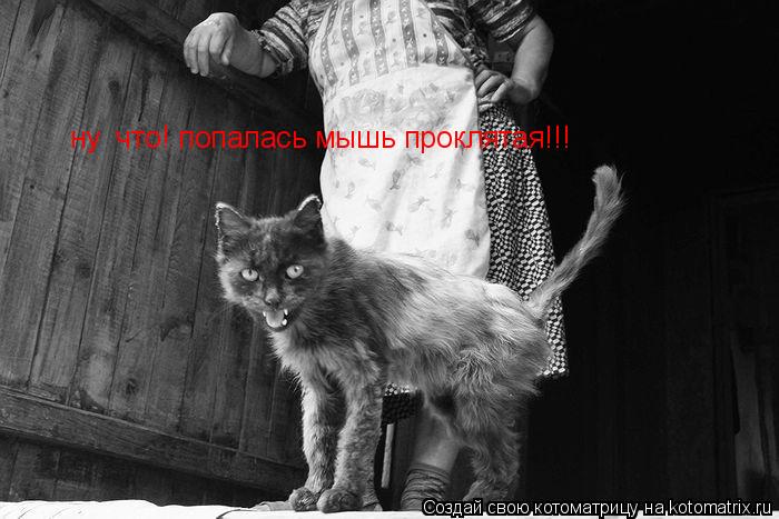 Котоматрица: ну  что! попалась мышь проклятая!!!
