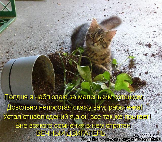 Котоматрица: Устал отнаблюдений я,а он все так же прыгает! Довольно непростая,скажу вам, работенка! Полдня я наблюдаю за маленьким котенком. Вне всякого 