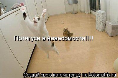 Котоматрица: Потягуси в невесомости!!!!