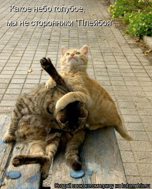 Котоматрица: Какое небо голубое, мы не сторонники "Плейбоя"...