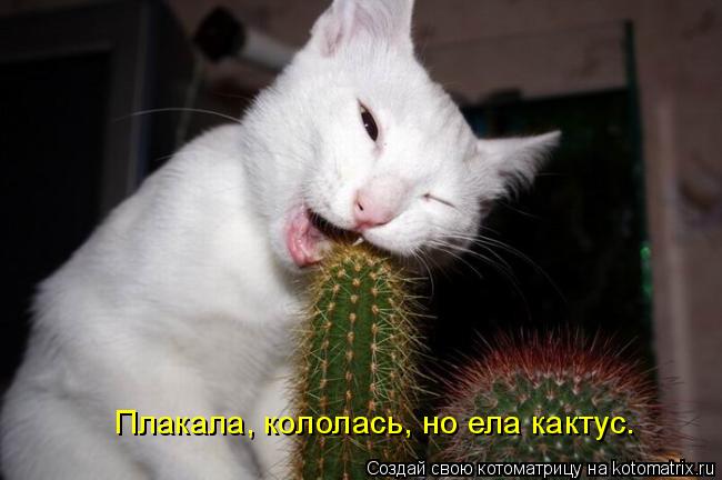 Плакала, кололась, но ела кактус.... Котоматрица: Плакала, кололась, но ела кактус.